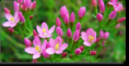 CENTAURY 